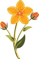 Bright Yellow Flower with Buds Botanical Illustration vector