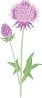 Pink Thistle Flower and Bud Botanical Illustration for Nature and Garden Design vector