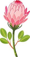 Pink Protea Flower Illustration for Botanical Designs and Decor vector