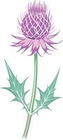 Purple Thistle Illustration with Detailed Spiky Leaves and Blossom vector