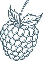 Illustration of Detailed Raspberry with Leaves for Food and Design Projects vector