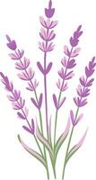 Illustration of Lavender Flowers in Bloom for Botanical Use vector