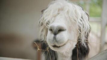 funny alpaca with long wavy bangs looking at camera, close up video