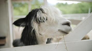 funny alpaca with long wavy bangs looking at camera, petting zoo video