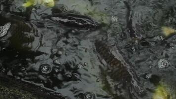 Carp streamer at the park in Tokyo daytime sunny video