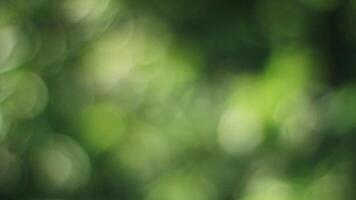 Bokeh of green forest video