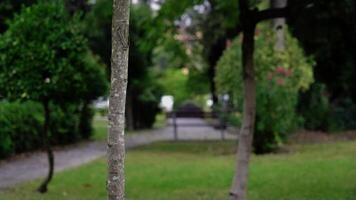Funny actor looks out of young tree and runs away in park video