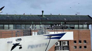 Seagulls flock covers metal handrails on large ship in port video