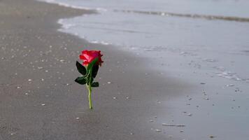 Red artificial rose stuck in grey wet sand on empty beach video