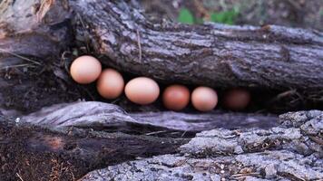 Small bird eggs lie in grey dry log hole against green grass video