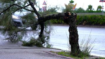Tree trunk broken by wind against bushes and passing cars video