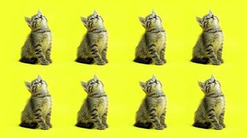 Playful kittens move heads sitting on yellow background video