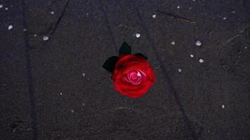 Decorative rose flower stands against waves on ocean beach video