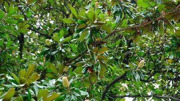 Silver buffaloberry bush with fruit growing on thin branches video