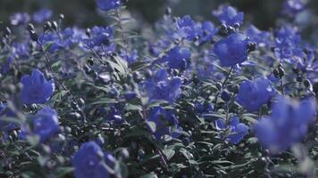 Camera motion over changing colors baby blue eyes flowers video