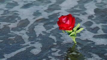 Bright red artificial rose in foamy rolling waves on beach video