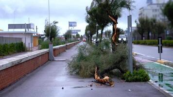 Tree branches and trunk lie on sidewalk against passing cars video