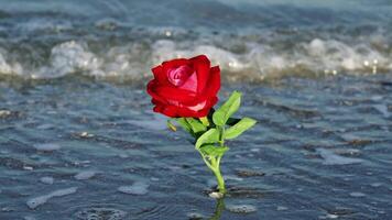 Decorative rose with green leaves stands in running waves video