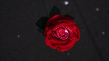 Red artificial rose flower stands in wet sand on ocean beach video