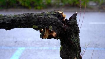 Tree trunk broken by wind against roadway and passing car video