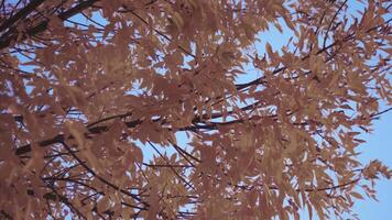 Thin maple tree branches with colorful flashing dense leaves video