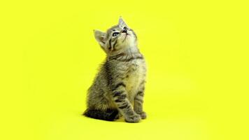 Playful kitten of light grey color moves head actively video