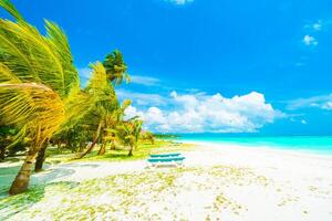 A beach with palm trees and blue sky photo