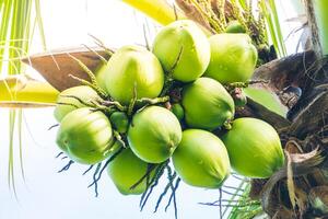 A bunch of green coconuts on a tree photo