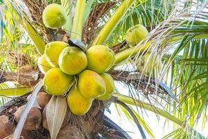 A bunch of green coconuts on a tree photo
