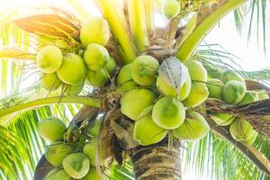 A coconut tree with many green coconuts on it photo