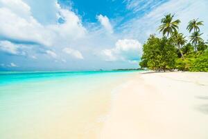 A sandy beach with white sand and palm trees photo