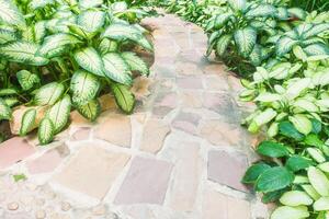 A stone path leads to a garden with green plants photo