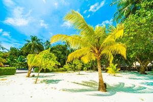 A tropical beach with palm trees and a blue sky photo