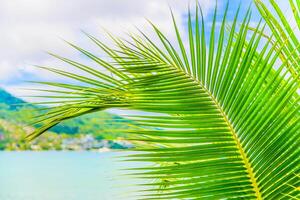 A palm leaf with a view of the ocean photo