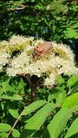 May bug on the tree. Cockchafer on a blooming tree branch. Harmful insect in the garden. photo