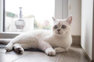 Funny cat lies in the hallway, near the glass door and looks in surprise with its big blue eyes. photo