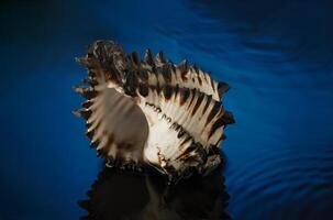 a shell with a black and white pattern on it photo