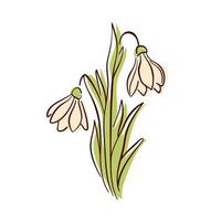 Snowdrop flower with yellow petals and green leaves in flat style. Perfect for spring design, nature art, botanical project and elegant decorative element. Isolated on white background. vector