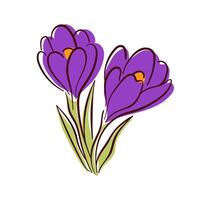 Bright purple crocus flower with green leaves in flat style. Colorful floral illustration for spring design, greeting card and nature theme. Isolated on white background. vector
