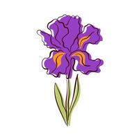 Purple iris flower with intricate petals and green leaves in flat style. Colorful hand drawn floral design for nature project, home decor and spring art. vector