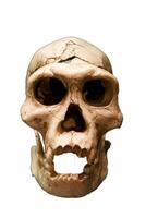 skull, human, prehistory, anthropology, isolated, background, wh photo