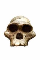 skull, human, prehistory, anthropology, isolated, background, wh photo