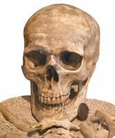 skull, human, prehistory, anthropology, isolated, background, wh photo