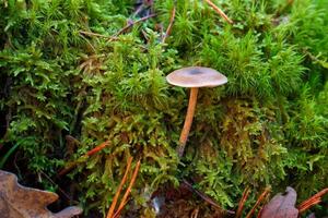 mushrooms, forest, autumn, nature, plants, botany, mountains, na photo