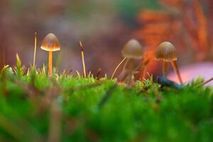 mushrooms, forest, autumn, nature, plants, botany, mountains, na photo
