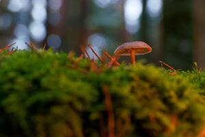 mushrooms, forest, autumn, nature, plants, botany, mountains, na photo