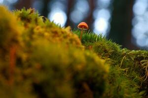 mushrooms, forest, autumn, nature, plants, botany, mountains, na photo