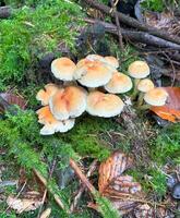 mushroom named honey fungus, Armillaria mellea photo