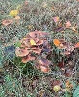 A large group of red mushrooms in a clearing in a mixed forest photo
