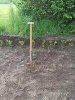 Old dirty shovel stuck in the ground on the garden bed. Gardening tool and equipment. Concept of a garden work at summer or spring. Front view photo
